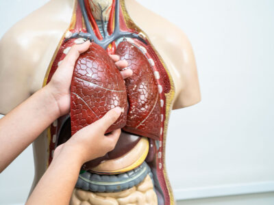 Curso de Fundamentos Anatómicos y Fisiológicos del Aparato Circulatorio y Respiratorio para Técnico Superior en Laboratorio Clínico y Biomédico
