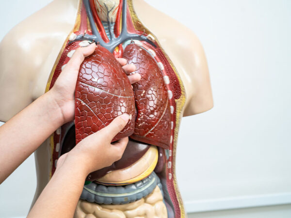 Curso de Fundamentos Anatómicos y Fisiológicos del Aparato Circulatorio y Respiratorio para Técnico en Farmacia y Parafarmaciarmacia