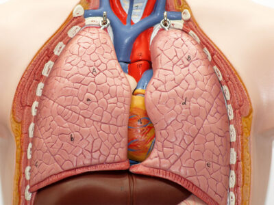 Curso de Fundamentos Anatómicos y Fisiológicos del Aparato Circulatorio y Respiratorio para TES