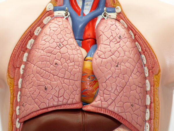 Curso de Fundamentos Anatómicos y Fisiológicos del Aparato Circulatorio y Respiratorio para TES