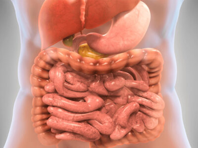 Curso de Fundamentos Anatómicos y Fisiológicos del Digestivo y del Sistema Urinario para TSID