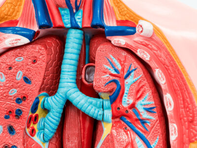 Curso de Fundamentos Anatómicos y Fisiológicos del Aparato Circulatorio y Respiratorio para TCAE