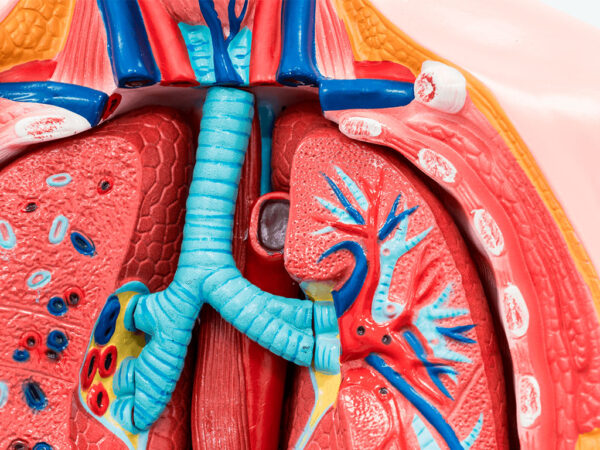 Curso de Fundamentos Anatómicos y Fisiológicos del Aparato Circulatorio y Respiratorio para TCAE