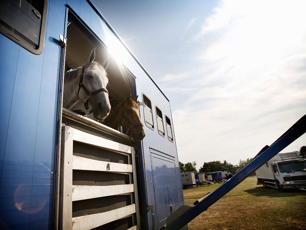 Curso de Bienestar Animal en transporte